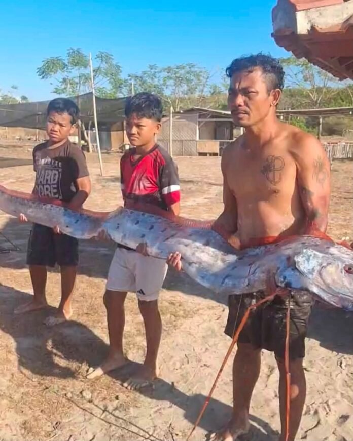 Ikan Oarfish Terdampar di Lotim Diduga karena Sakit