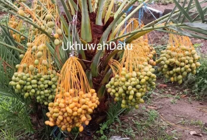 Sumber Pendapatan bagi Masyarakat, Menanam Kurma Secara Masif Bisa Jadi Penahan Erosi