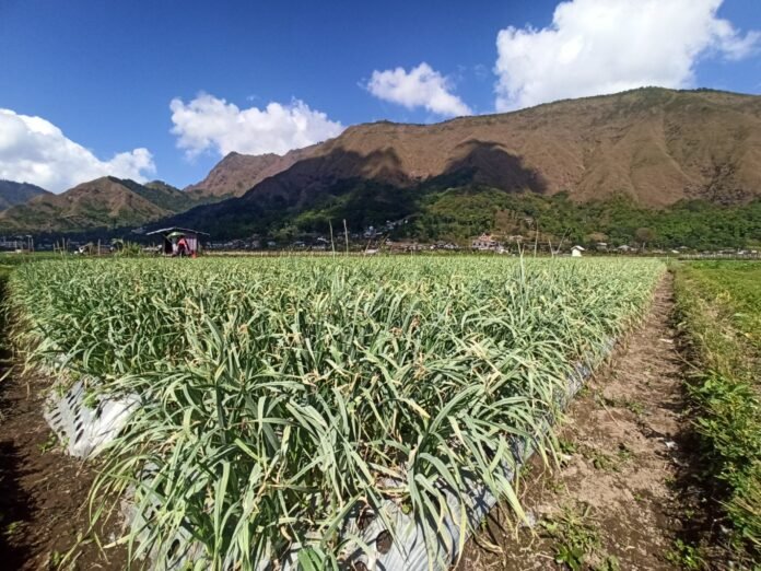 Produksi Bawang Putih Melimpah, Sembalun Diyakini Bisa Wujudkan Swasembada Benih Nasional