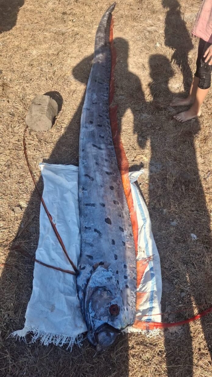 Ikan Oarfish Ditemukan di Pesisir Lombok Timur, Kepala Dislutkan NTB Beri Penjelasan
