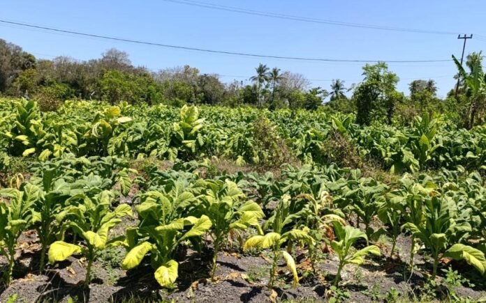 Bupati Imbau Petani Tembakau Tidak Jual ke Tengkulak