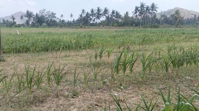 Krisis Air, Petani di Lombok Barat Terancam Gagal Panen