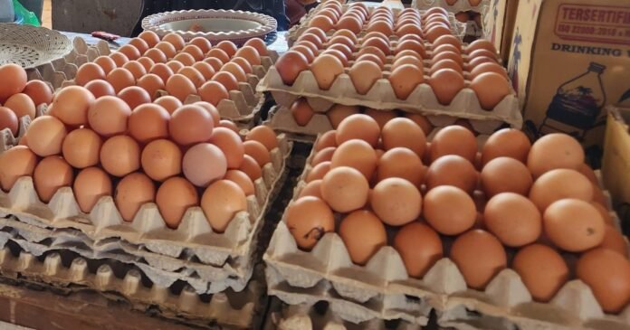 Telur dari Luar NTB Diduga Masuk Lewat Jalur “Gelap”