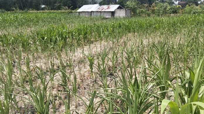 Dampak Kekeringan, Ratusan Hektare Areal Pertanian di Lobar Terancam Gagal Panen