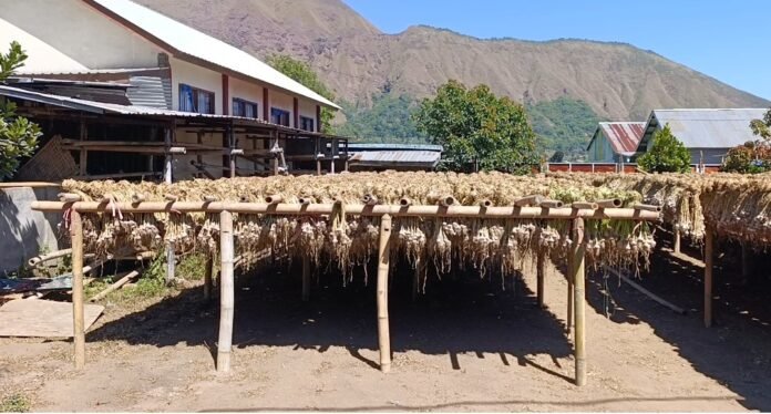 Lotim Siap Penuhi Target Benih Bawang Putih Nasional