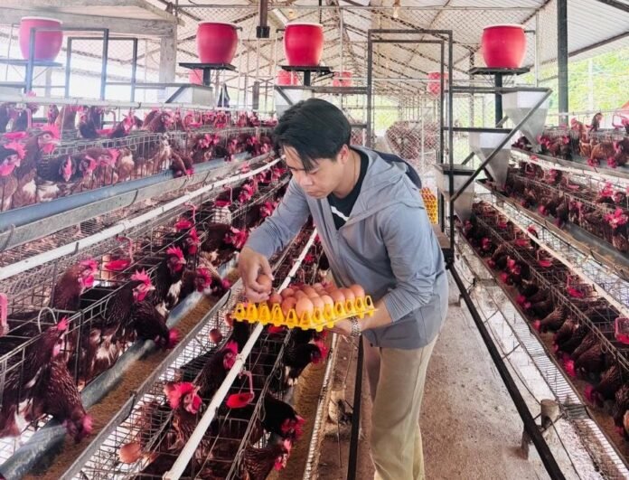 Telur dari Luar Mudah Masuk Bikin Peternak Unggas Lokal Bangkrut