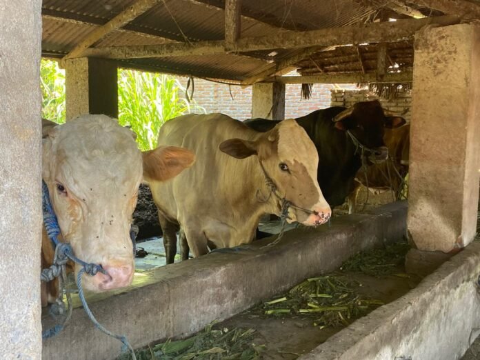 140 Ekor Sapi di Lombok Timur Terjangkit PMK