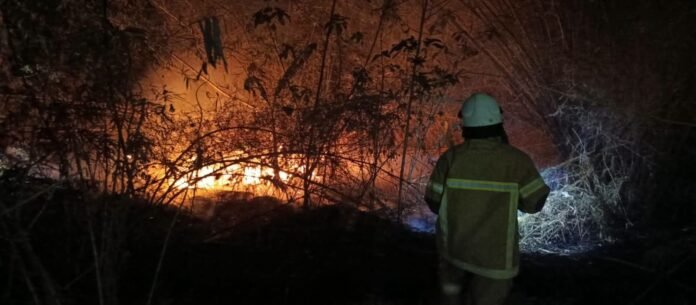 Damkarmat Lobar Berjibaku Padamkan Kebakaran, 20 Hektare Lahan dan Hutan Terdampak Kebakaran