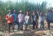 Pemerintah Beri Stimulus Pengembangan 1.000 Hektare Lahan Tebu di NTB Pemerintah Beri Stimulus Pengembangan 1.000 Hektare Lahan Tebu di NTB