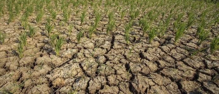 186,35 Hektar Lahan Pertanian Terdampak Kekeringan