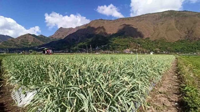 Kawasan Sembalun, Lombok Timur. Tim akademisi dari Kelompok Bidang Ilmu Kecerdasan Buatan dan Teknologi Informasi, Fakultas Teknik Universitas Mataram (Unram), merancang terobosan metode edukasi teknologi bagi generasi muda di daerah terpencil melalui pendekatan interaktif berbasis permainan (gamification). (suarantb.com/ist)