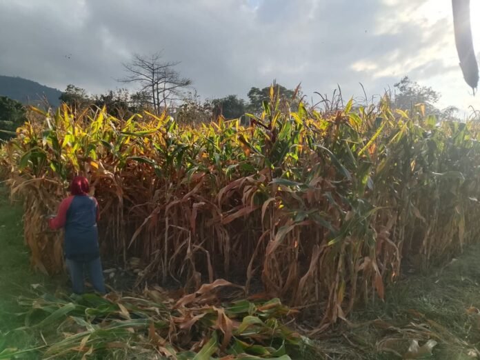Harga Jagung Naik, Hasil Panen Petani Bima Justru Anjlok