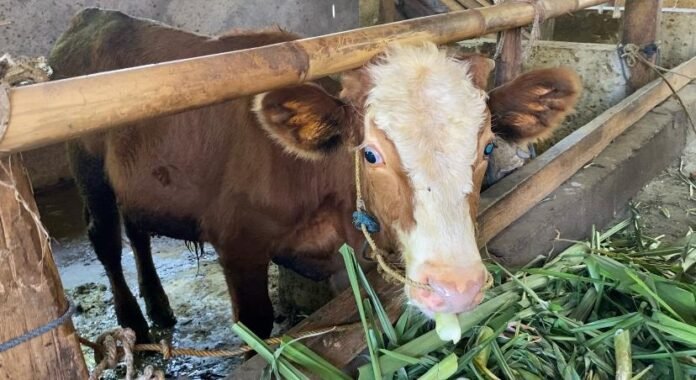 Sebagian Besar Sapi di Lotim Belum Divaksin PMK