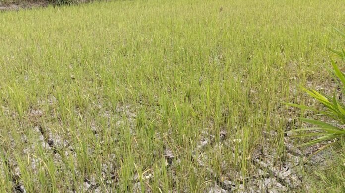 Dilanda Krisis Air, Warga Kuripan Timur Rugi Jutaan Rupiah Akibat Gagal Panen
