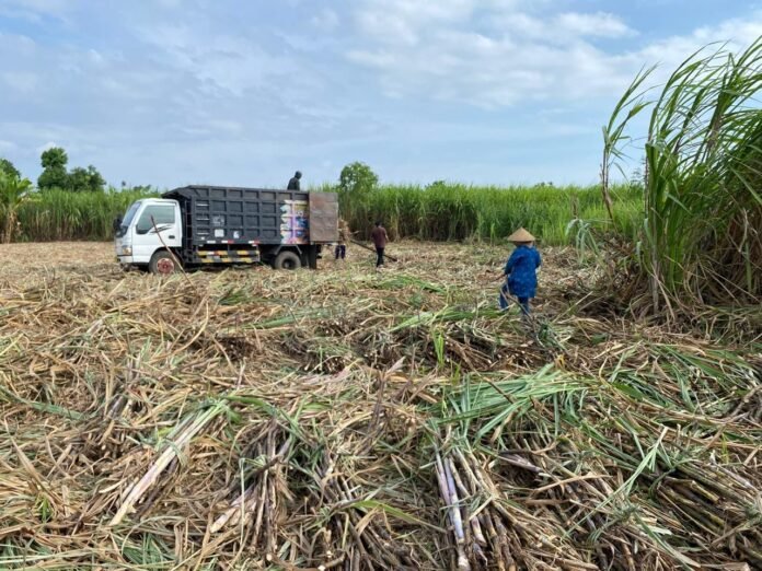 Ekonomi Kadindi Ikut Menggeliat Karena Industri Tebu