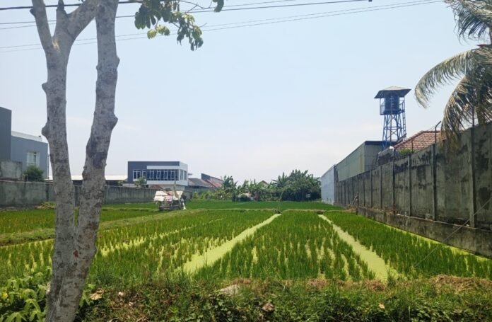 Distan Mataram Pastikan Lahan Pertanian Masih Aman dari Kekeringan