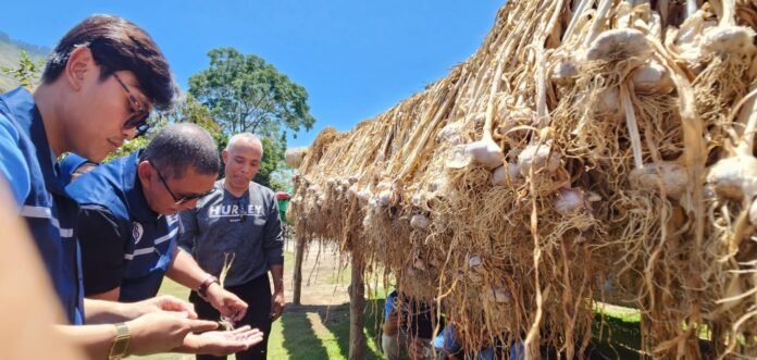 Diintervensi BI, Produksi Bawang Putih Sembalun Dipacu