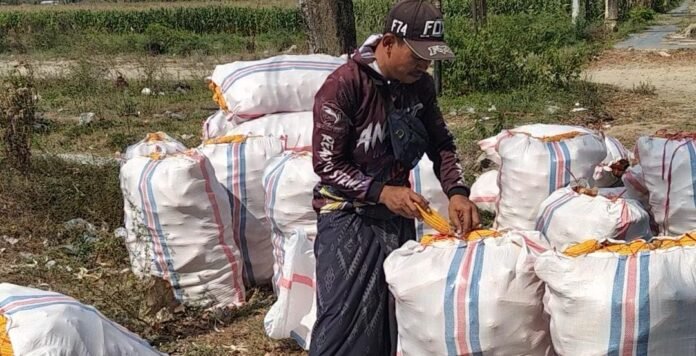 Harga Jagung di Lobar Naik di Tengah Kekeringan