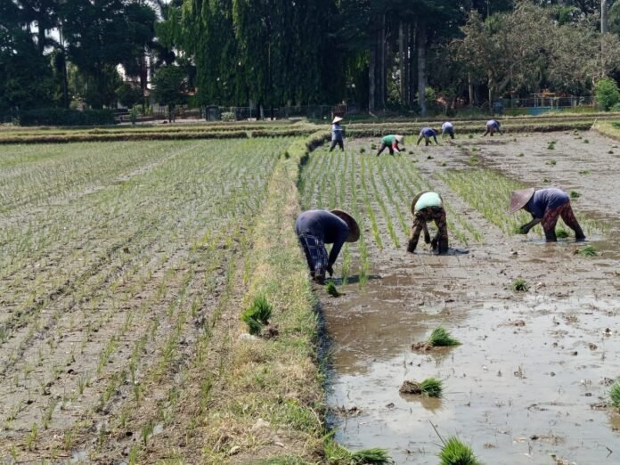 Faktor El Nino Picu Penundaan Tanam Padi di Mataram