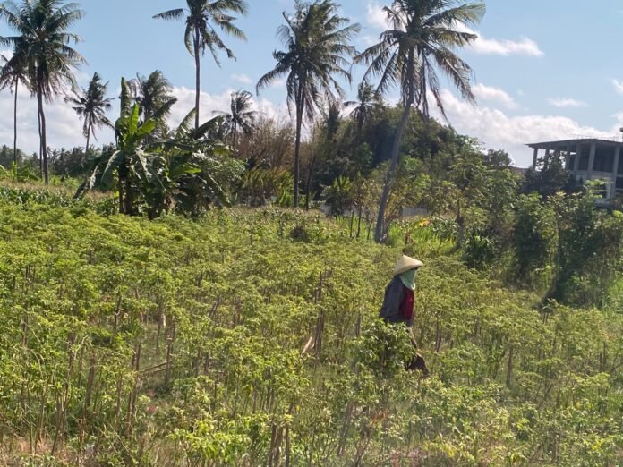 Kondisi Cuaca Masih Jadi Ancaman Terbesar Produktivitas Cabai