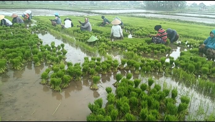 Puluhan Kilometer Jaringan Irigasi di KLU Rusak