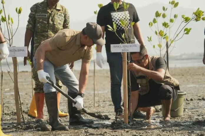 Pemkot Bima Tanam 600 Mangrove di Lawata dan Niu