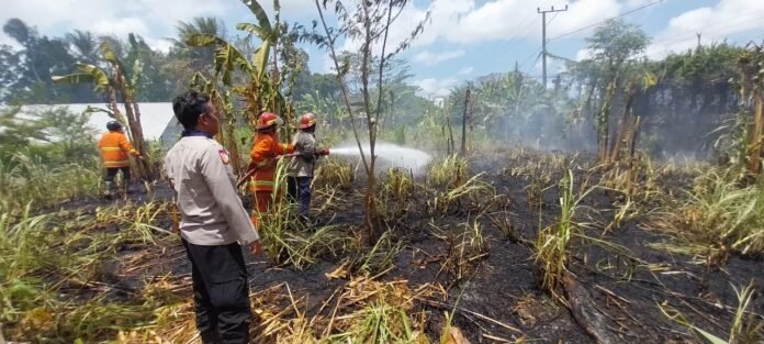 Damkarmat dan Polisi Turun Tangan Tangani Pemadaman Kebakaran Lahan Rumput Gajah di Jenggik