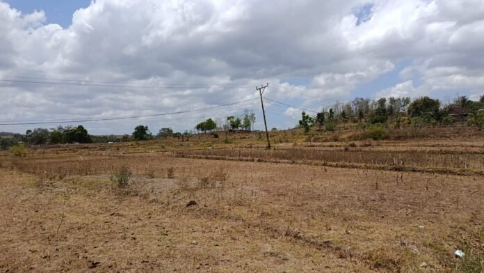 1.500 Petani Terdampak, Ratusan Hektare Sawah di Desa Banyu Urip Tak Bisa Ditanami