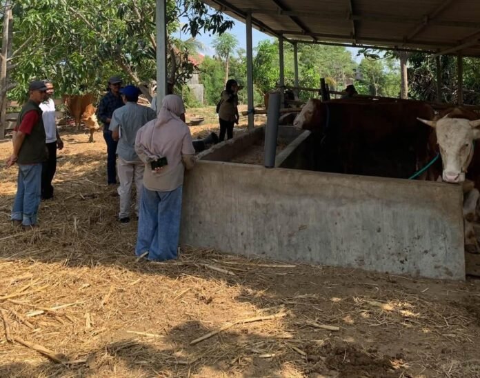Empat Desa Disurvei untuk Pembibitan Sapi Potong Unggulan