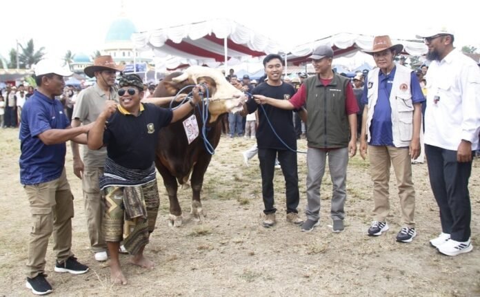 Semarak Hari Jadi Ke-81, Pemkab Loteng Sukses Gelar Kontes Sapi Se-Pulau Lombok