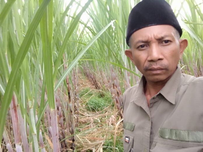 Tebu Menguasai 700 Hektare Lahan, Beringin Jaya Berharap Nilai Tambah Petani